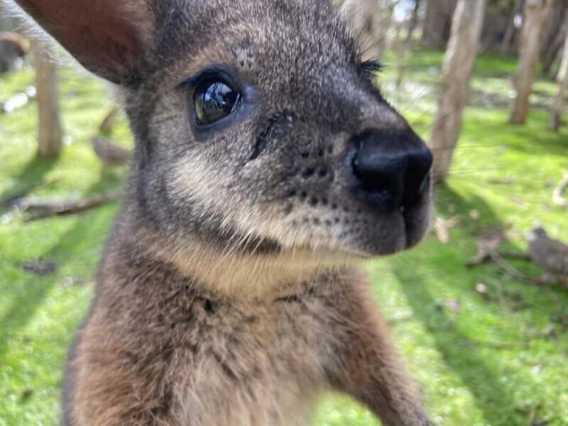 Melbourne Highlights, Moonlit and Penguin Parade Day Tour - Key Points  