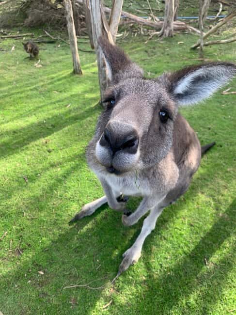 Melbourne: Moonlit Sanctuary and Brighton Beach Boxes Tour - Key Points