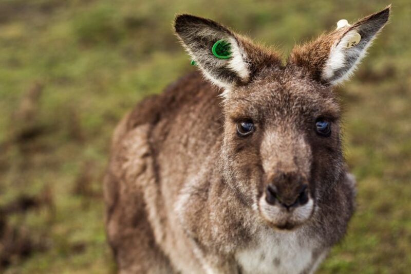 Melbourne: Mornington Peninsula & Hot Springs Tour 8 pax max - Frequently Asked Questions