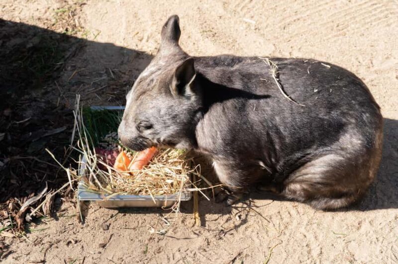 Melbourne: Murray River Paddle Steamer, Wildlife & Silo Art - Exploring the Tour Itinerary