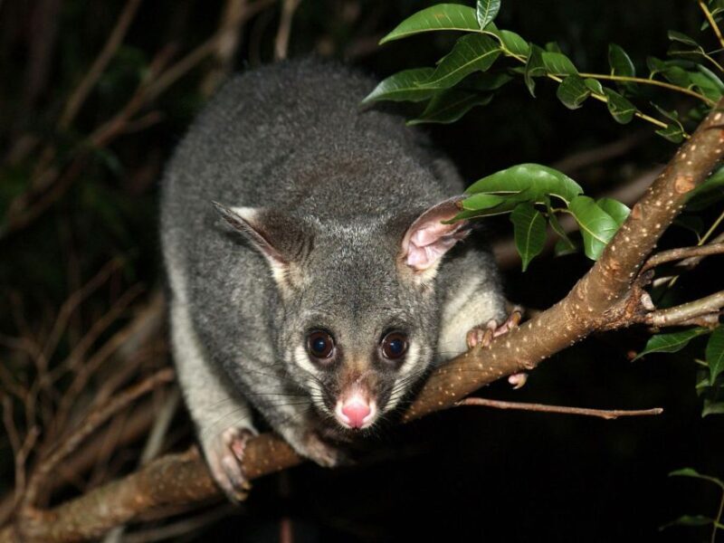 Melbourne: Nighttime Private City Tour with Transfer & Stops - Analyzing the Value for Money
