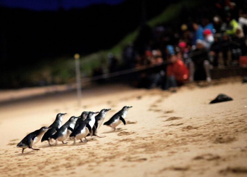 Melbourne: Penguin Parade & Churchill Island Farm Tour - Key Points