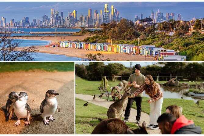 Melbourne: Penguin Parade , Koala & Brighton Bathing Boxes - Discover Melbourne’s Wildlife and Coastal Charm: A Detailed Review of the Penguin Parade, Koala & Brighton Bathing Boxes Tour