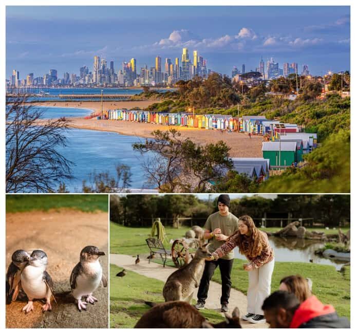 Melbourne: Penguin Parade , Koala & Brighton Bathing Boxes - What to Expect from This Tour