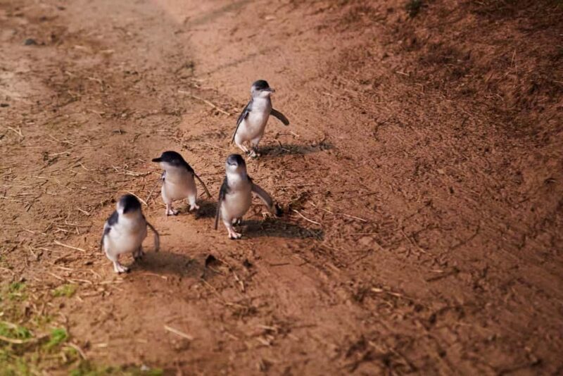 Melbourne: Penguin Parade , Koala & Brighton Bathing Boxes - Price and Value