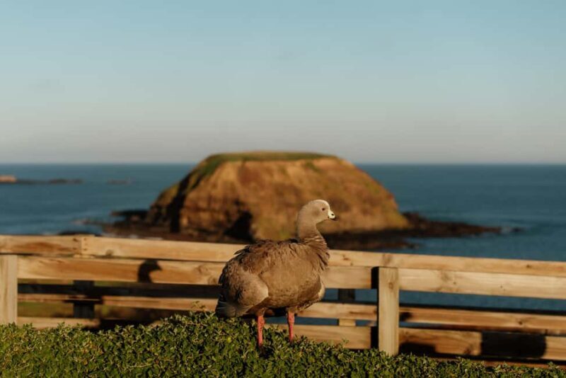 Melbourne: Penguin Parade , Koala & Brighton Bathing Boxes - What Reviewers Say