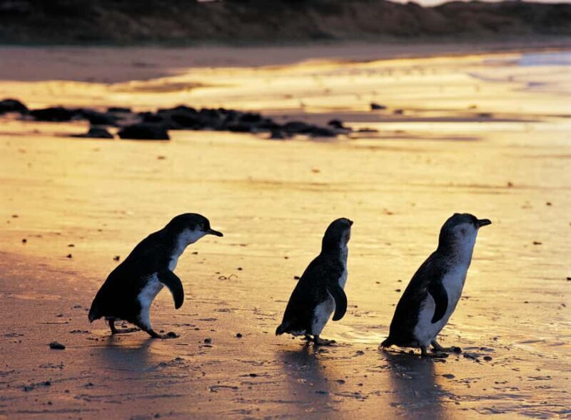 Melbourne: Penguin Parade , Koala & Brighton Bathing Boxes - Who Is This Tour Best For?