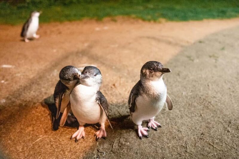 Melbourne: Penguin Parade , Koala & Brighton Bathing Boxes - FAQ