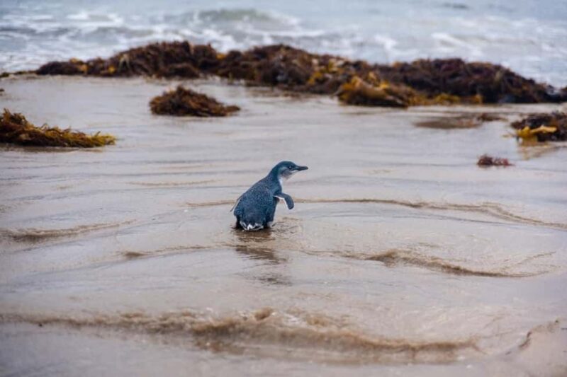 Melbourne: Penguin Parade & Phillip Island Scenic Day Tour - An Honest Look at What to Expect