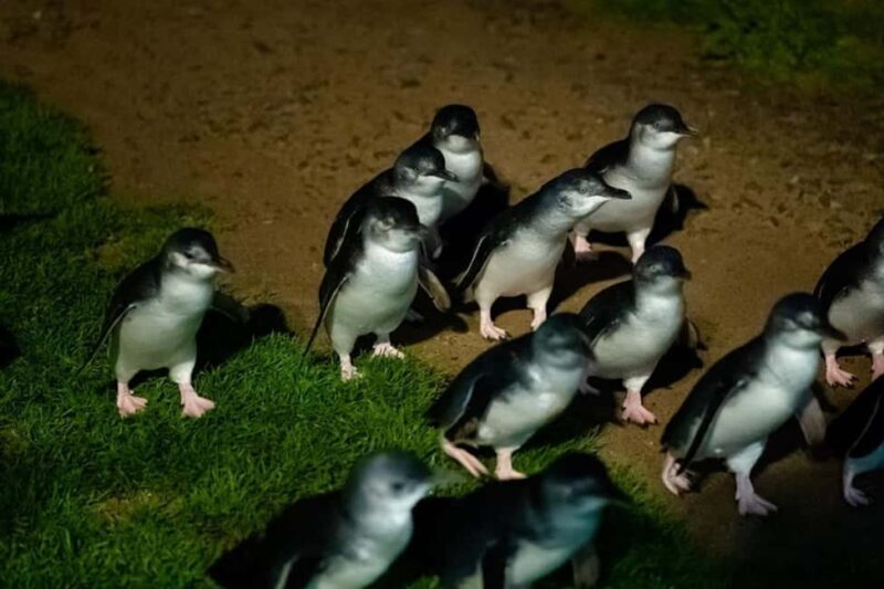 Melbourne: Penguin Parade & Phillip Island Scenic Day Tour - Authentic Experiences from Reviews and Tips