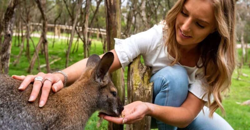 Melbourne: Peninsula Nature Private Day Trip with Dinner - A Full Breakdown of Your Day on the Peninsula