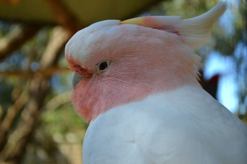 Melbourne: Peninsula Nature Private Day Trip with Dinner - Frequently Asked Questions (FAQs)