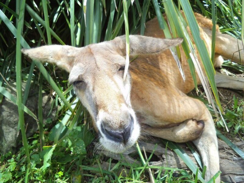 Melbourne: Peninsula Nature Private Day Trip with Dinner - Final Thoughts