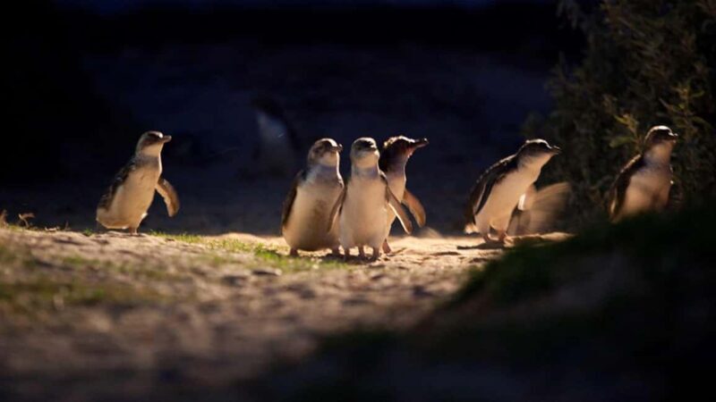 Melbourne: Phillip Island Penguin Parade Watching Day Tour - A Complete Look at the Phillip Island Penguin Parade Tour
