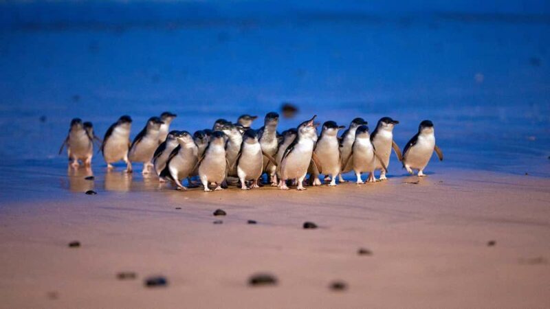 Melbourne: Phillip Island Penguin Parade Watching Day Tour - Who Is This Tour Best For?