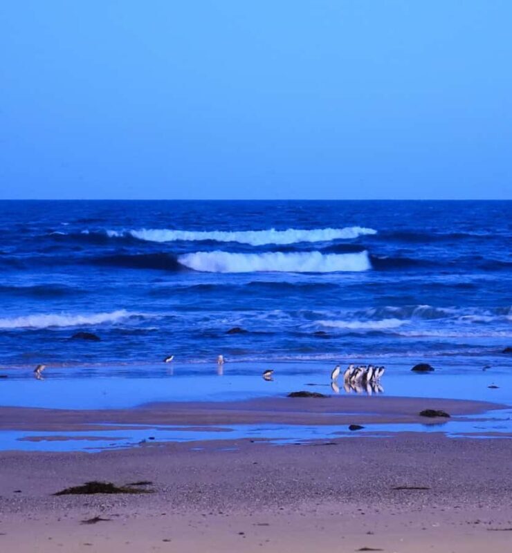 Melbourne: Phillip Island Penguins, Koalas & Hike Tour - Why This Experience Is Worth It