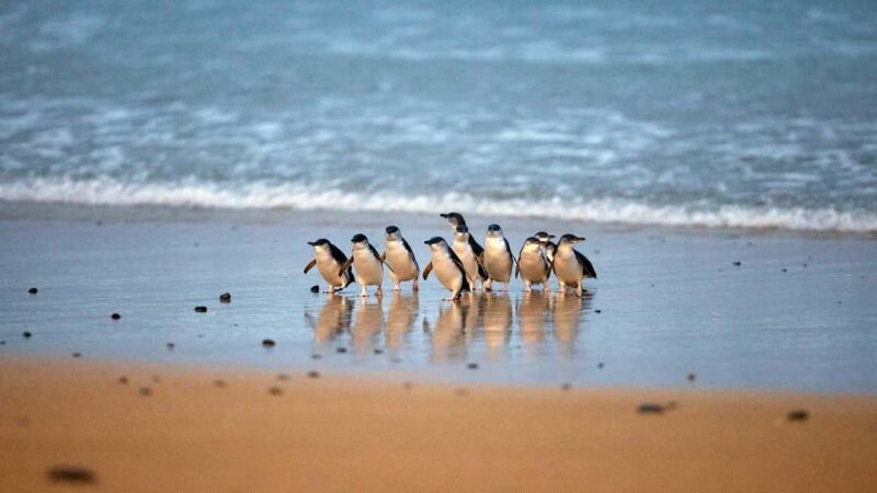 Melbourne: Phillip Island Private Tour including tickets - Key Points