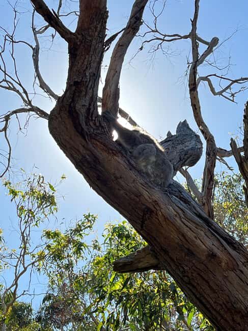 Melbourne: Phillip Island Private Tour including tickets - The Itinerary Breakdown