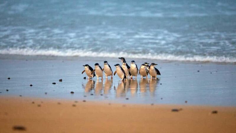 Melbourne: Phillip Island Private Tour, Penguin and Koala - Key Points