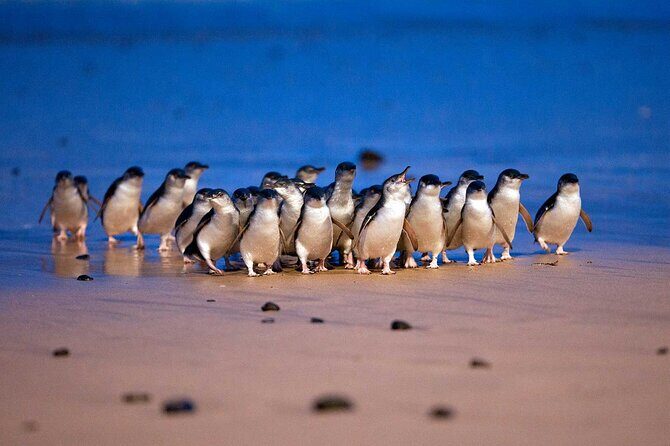 Melbourne Phillip Island Private Tour with Penguin - Introduction