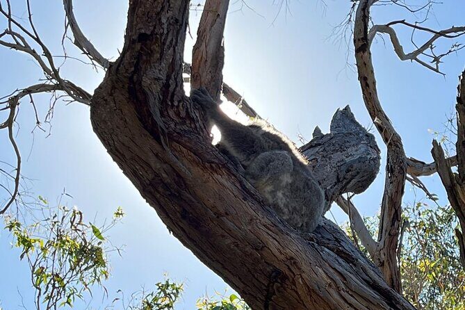 Melbourne Phillip Island Private Tour with Penguin - Practical Details and Value