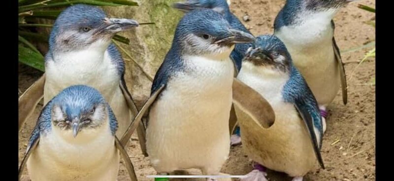 Melbourne: Phillip Island Private Tour with Penguin Parade - Key Points