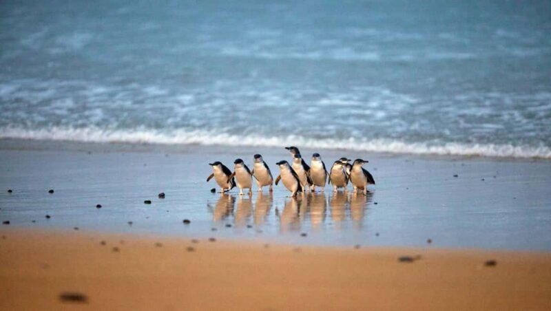 Melbourne: Phillip Island Private Tour with Penguin Parade - Key Points
