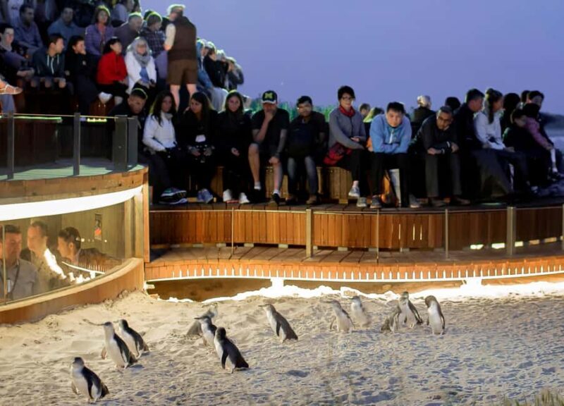 Melbourne: Phillip Island Private Tour with Penguin Parade - An In-Depth Look at the Phillip Island Private Tour