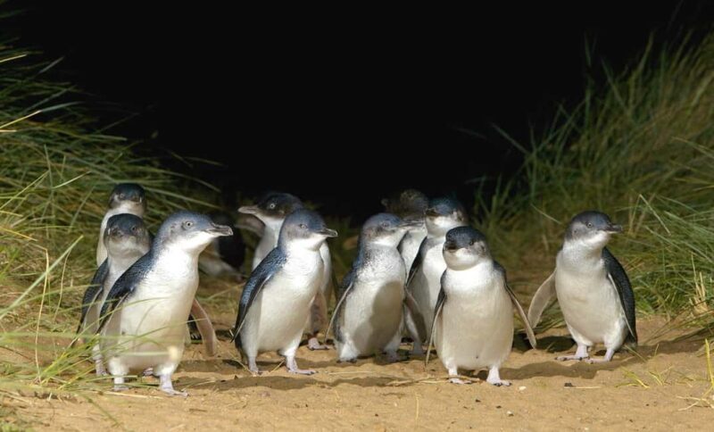 Melbourne: Phillip Island Private Tour with Penguin Parade - Practical Tips for Your Day