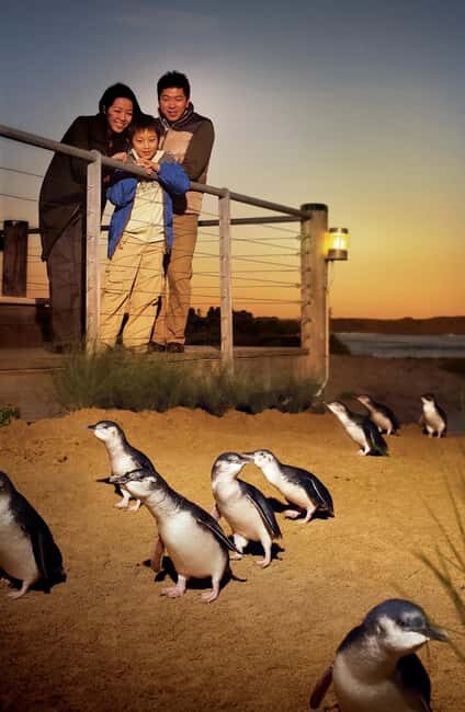 Melbourne: Phillip Island Private Tour with Penguin Parade - Final Thoughts