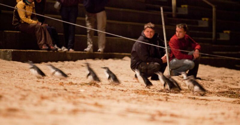 Melbourne: Phillip Island Tour & Penguin Parade - Key Points