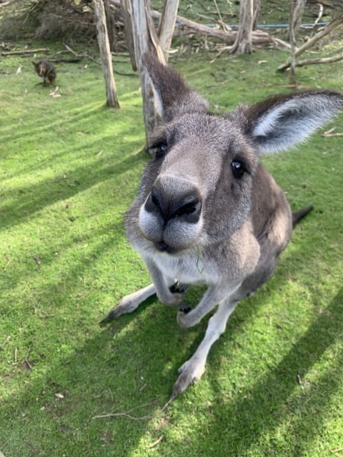 Melbourne: Phillip Island Tour & Penguin Parade - The Practicalities: What You Need to Know