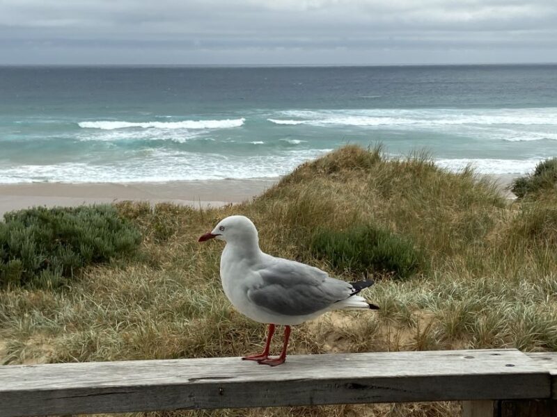Melbourne: Phillip Island Tour & Penguin Parade - What Sets This Tour Apart?