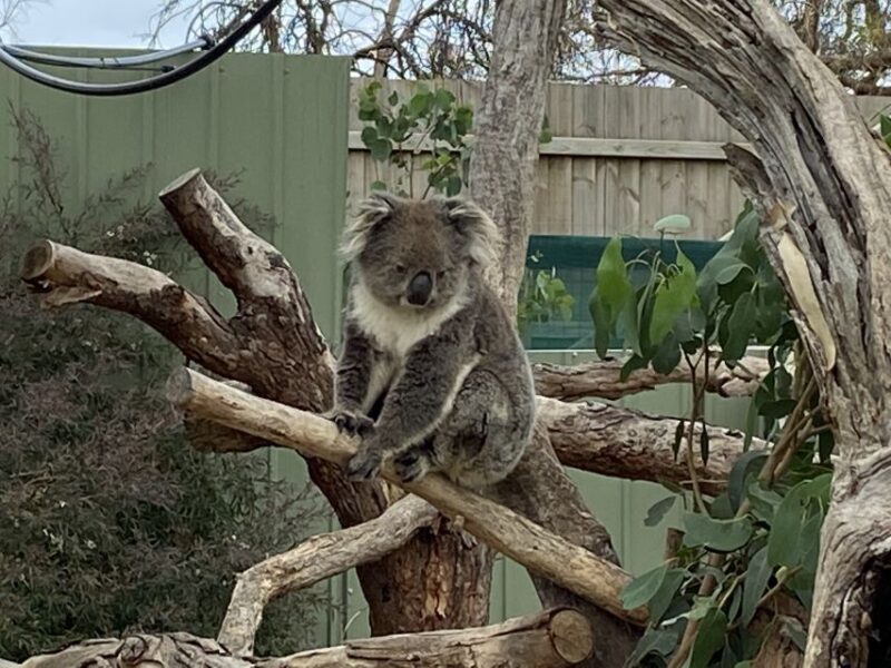 Melbourne: Phillip Island Tour & Penguin Parade - Who Should Consider This Tour?