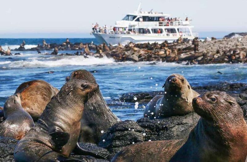 Melbourne: Phillip Island Tour w/ Hop-on Bus or Seal Cruise - The Itinerary: What You Can Expect