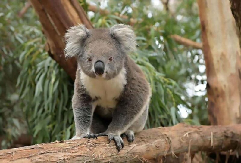 Melbourne: Phillip Island Tour w/ Hop-on Bus or Seal Cruise - FAQ