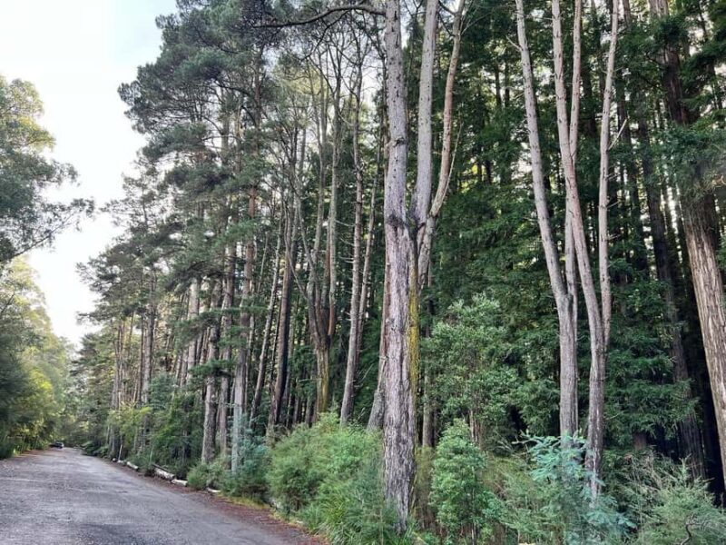 Melbourne: Private Lake Mountain Snow & Redwood Forest Tours - Who Would Love This Tour?
