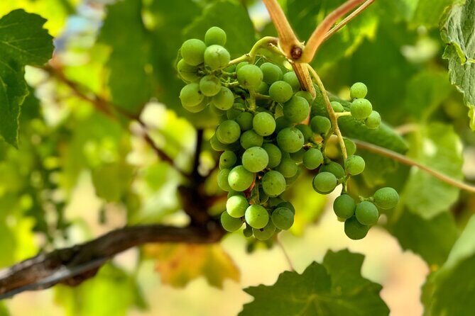 Melbourne: Private Mornington Peninsula & Winery Tours. - FAQ