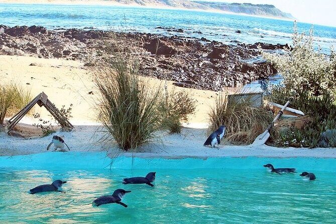 Melbourne Private Penguins Tour wildlife Wine Tour - Key Points