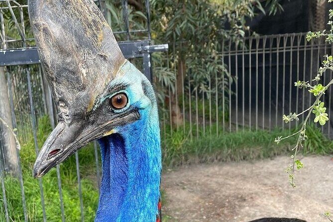 Melbourne Private Penguins Tour wildlife Wine Tour - FAQ