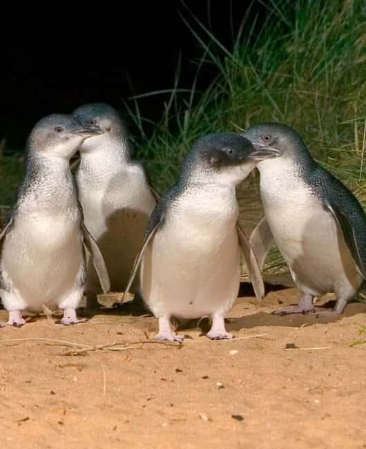 Melbourne: Private Phillip Island Penguin Parade Tour - Key Points