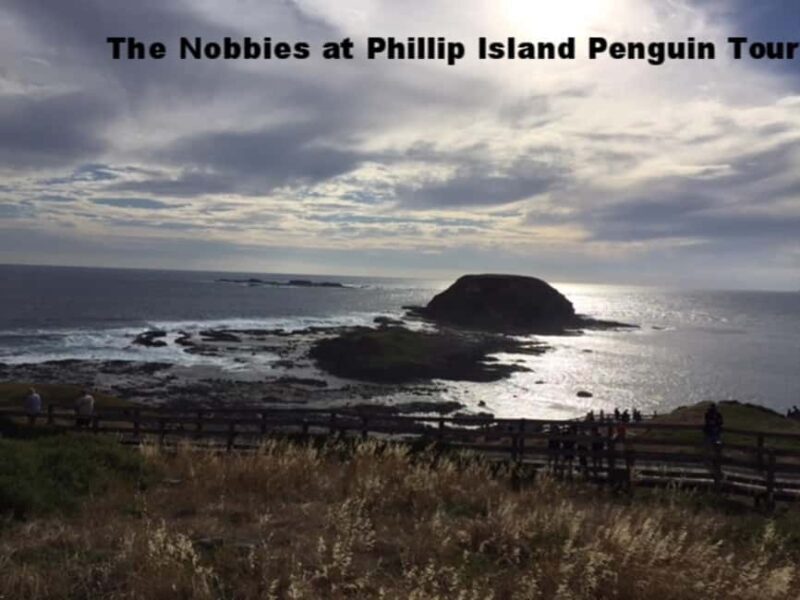 Melbourne: Private Phillip Island Penguin Parade Tour - The Itinerary: What You Can Expect