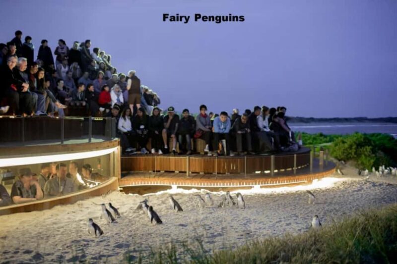 Melbourne: Private Phillip Island Penguin Parade Tour - Practical Considerations and Value