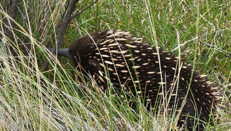 Melbourne: Private Phillip Island Penguin Parade Tours - Key Points