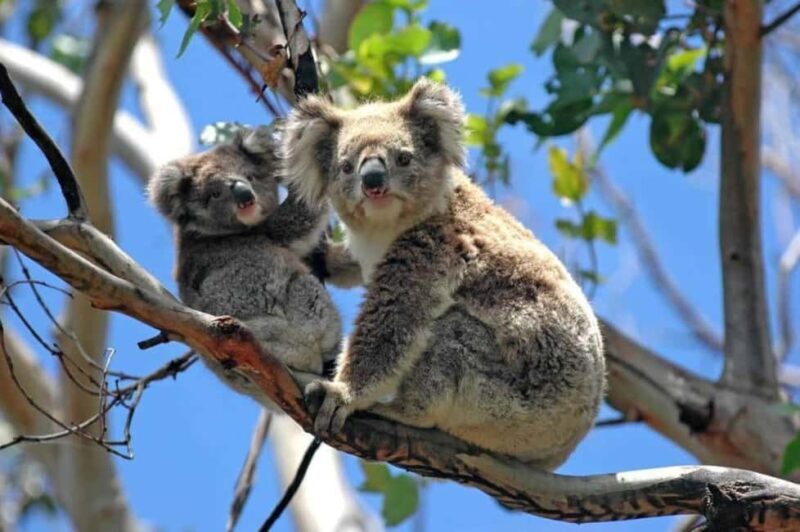 Melbourne: Private Phillip Island Penguin Parade Tours - Churchill Island and Cultural Heritage