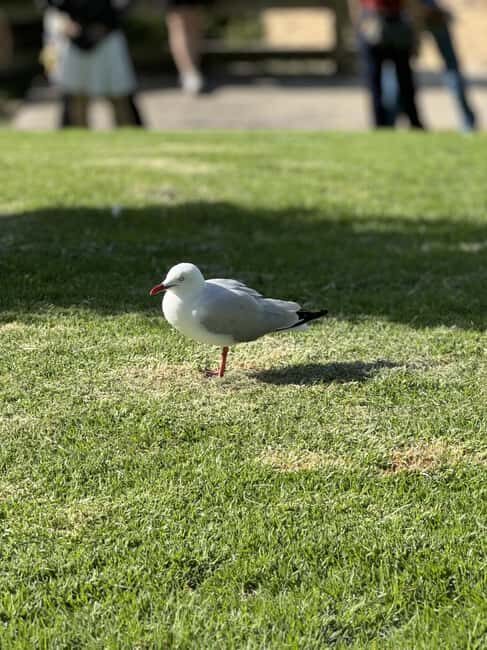 Melbourne: Private Phillip Island Penguin Parade Tours - Phillip Island Chocolate Factory