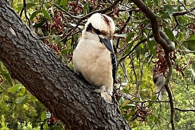 Melbourne: Private Wilson Promontory National Park Day Tours - Authentic Insights and Observations