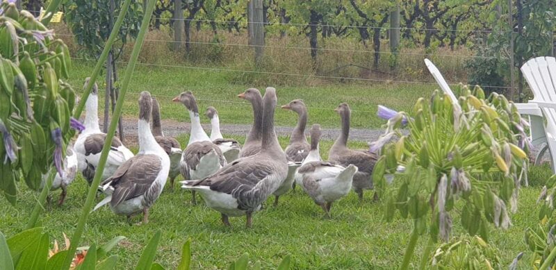 Melbourne: Private Wine tasting Yarra Valley Tours - Key Points