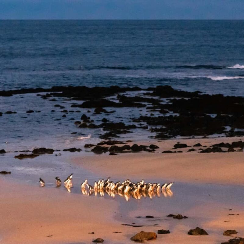 Melbourne Puffing Billy & Penguins Day Tour - Frequently Asked Questions