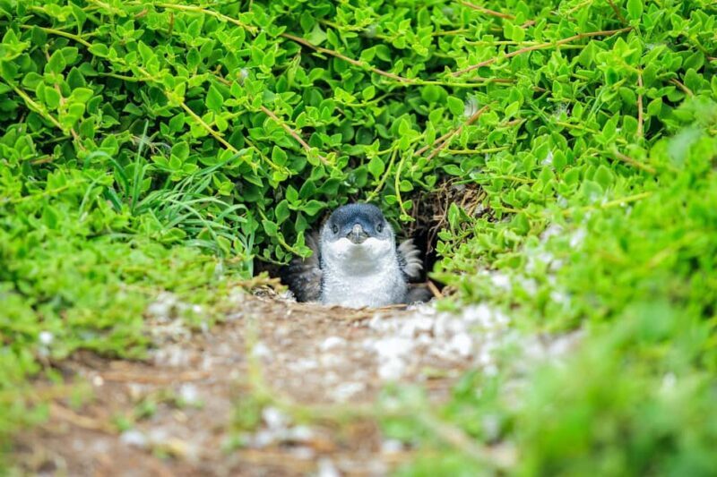 Melbourne: Puffing Billy Steam Train & Penguin Parade Tour - FAQ